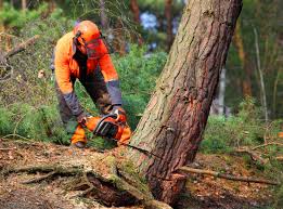 How Our Tree Care Process Works  in  Palatine, IL