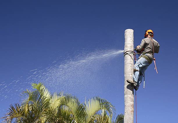 Best Emergency Tree Removal  in Palatine, IL