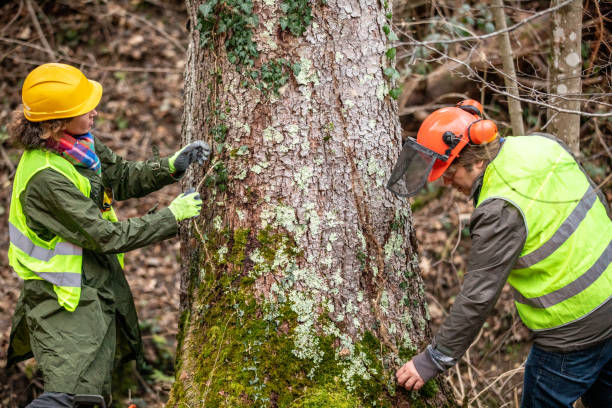 Best Commercial Tree Services  in Palatine, IL