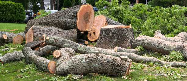 Best Tree Risk Assessment  in Palatine, IL