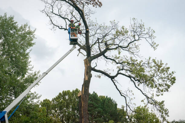  Palatine, IL Tree Care Pros