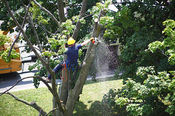 Best Tree Mulching  in Palatine, IL