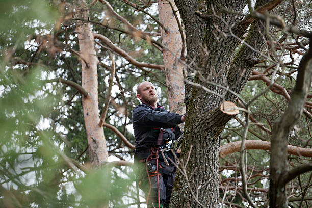 Best Tree Disease Treatment  in Palatine, IL