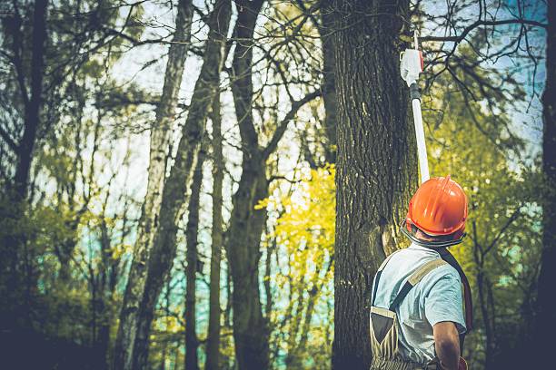 Leaf Removal in Palatine, IL